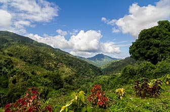 Jamaican-Blue-Mountains