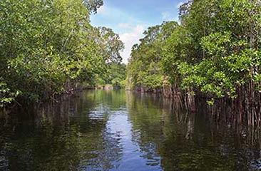 Tropical-thickets-mangrove