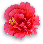 Hibiscus flower -Montego Bay Inns